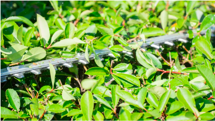 【新品推荐】秋风轻拂绿梢头，锂剪轻盈舞风起——亚特40V DC修枝剪全新上市